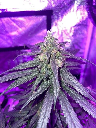Growreport Bild 13