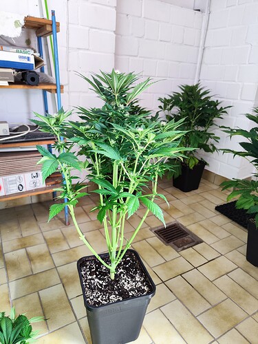 Growreport Bild 7