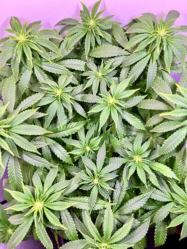 Growreport Bild 2