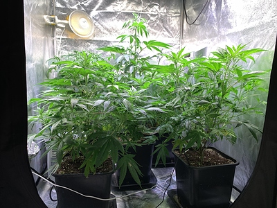 Growreport Bild 7