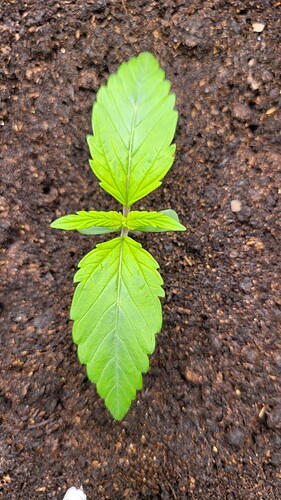Growreport Bild 119