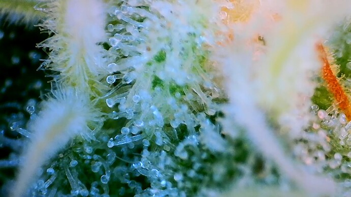 Growreport Bild 19