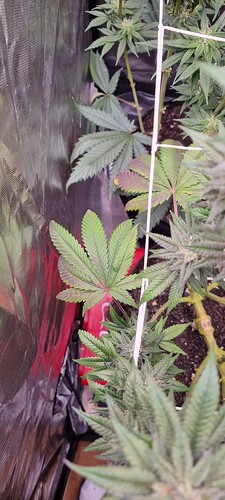 Growreport Bild 6
