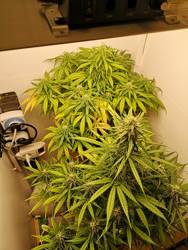 Growreport Bild 3