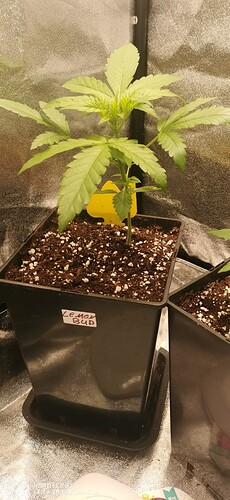 Growreport Bild 29