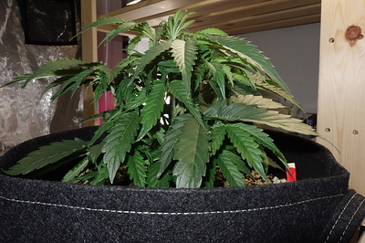 Growreport Bild 15