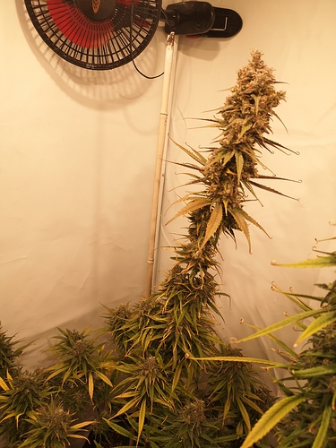 Growreport Bild 5