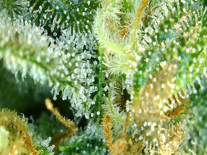 Growreport Bild 12