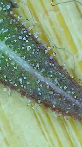 Growreport Bild 9