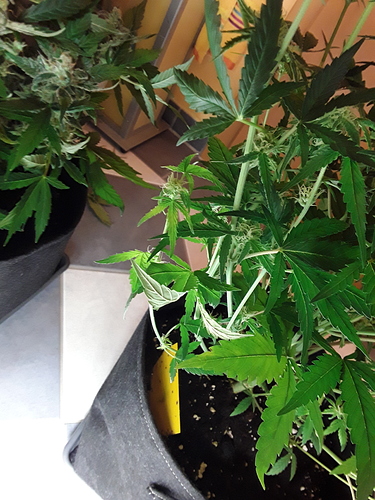 Growreport Bild 6