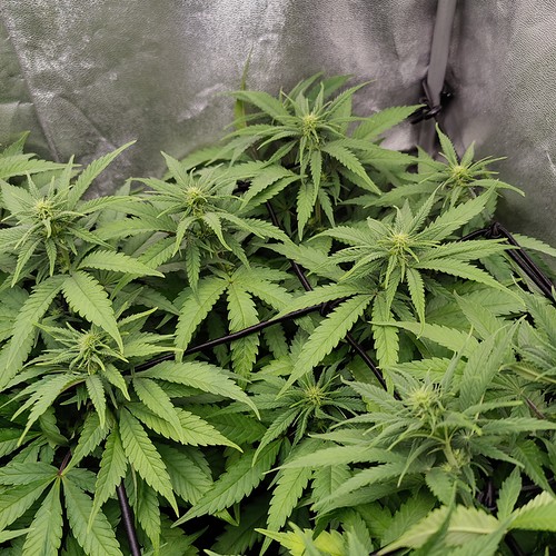 Growreport Bild 6