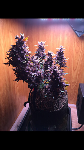 Growreport Bild 5