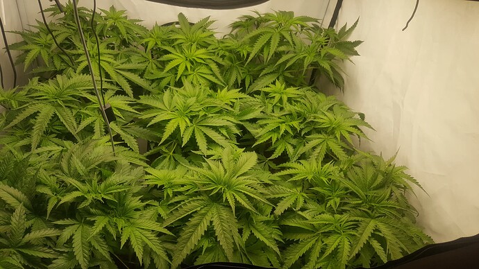 Growreport Bild 7