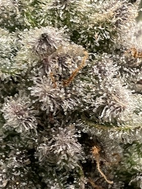 Growreport Bild 4