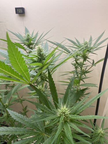 Growreport Bild 13