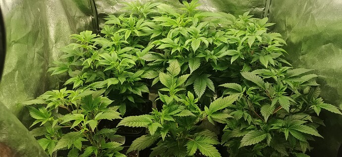Growshop vs. Supermarkt - Pflanzenmarkt- Baumarktprodukte 🪴 🏪