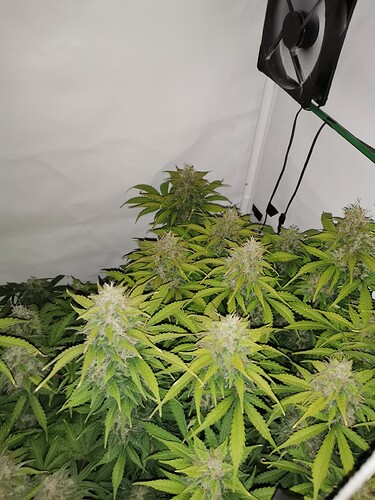 Growreport Bild 5