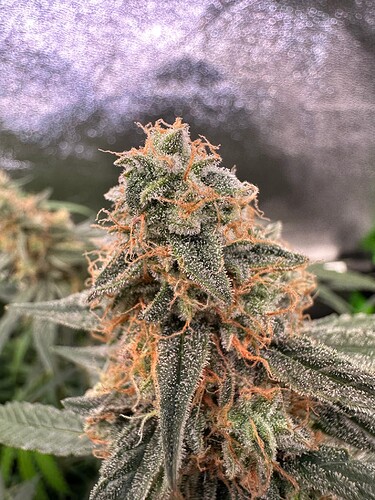 Growreport Bild 5
