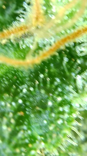 Growreport Bild 55