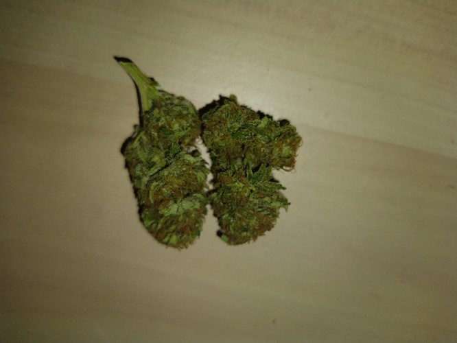 Growreport Bild 1