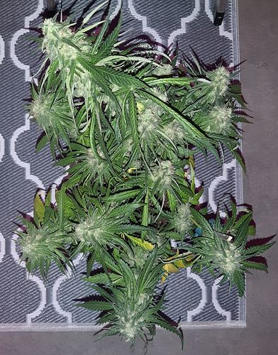 Growreport Bild 2