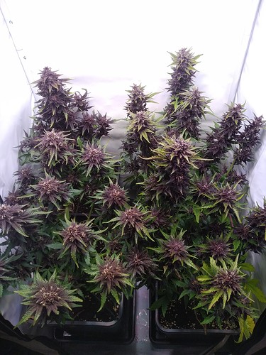 Growreport Bild 1