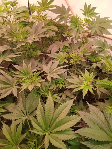 Growreport Bild 21