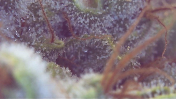 Growreport Bild 6