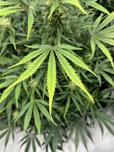 Growreport Bild 23