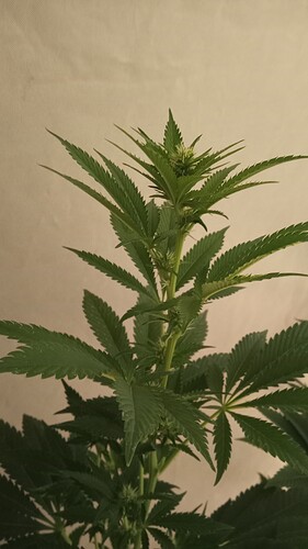 Growreport Bild 32