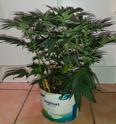 Growreport Bild 20