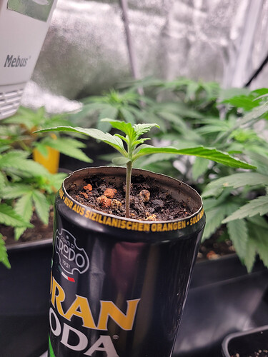 Growreport Bild 10