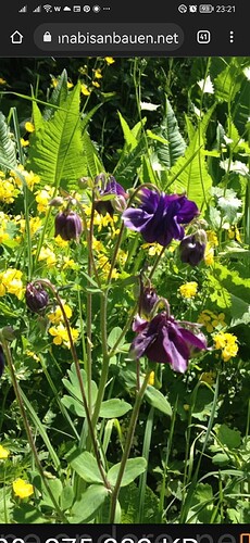 Screenshot_20220516_232112_com.android.chrome