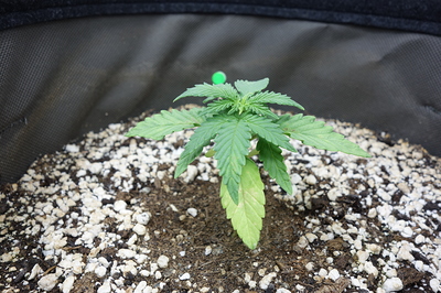 Ein junger Cannabiskeimling mit mehreren Blättern und einem einzelnen gelben Blatt am unteren Ende, der in einem Topf mit Erde und Perlit wächst.