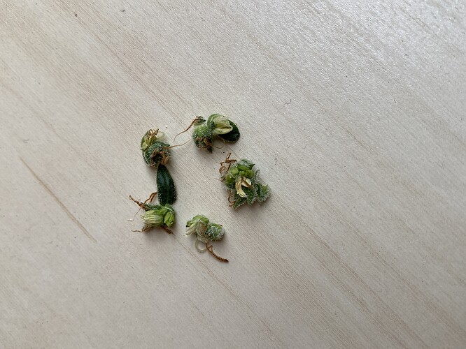 Growreport Bild 7