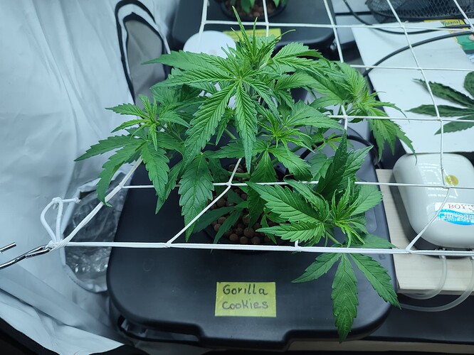 Growreport Bild 22