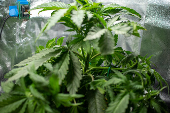 Growreport Bild 15