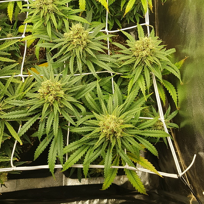 Growreport Bild 8
