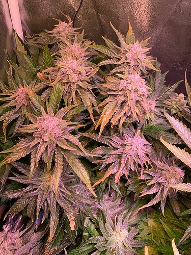Growreport Bild 32