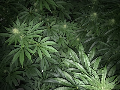 Growreport Bild 2