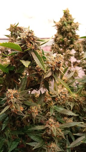 Growreport Bild 25
