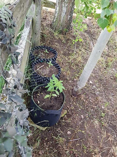 Growreport Bild 4