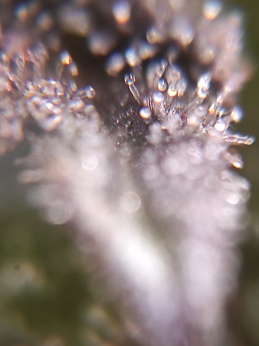 Growreport Bild 4