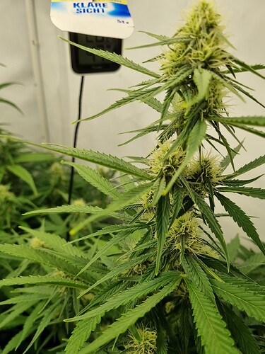 Growreport Bild 12