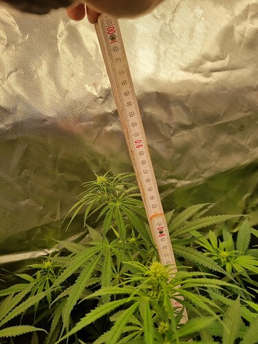 Growreport Bild 27