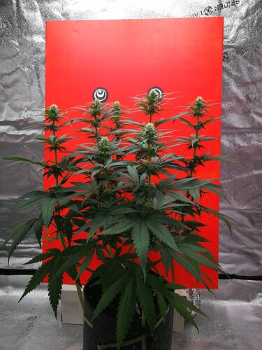 Growreport Bild 2
