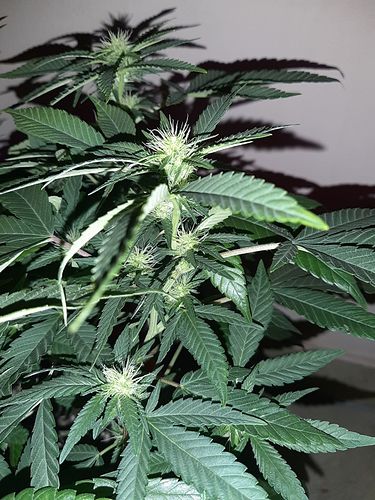 Growreport Bild 6