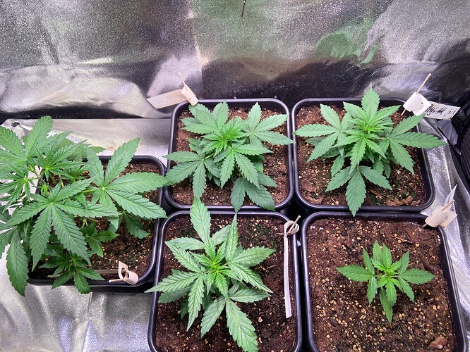 Growreport Bild 4
