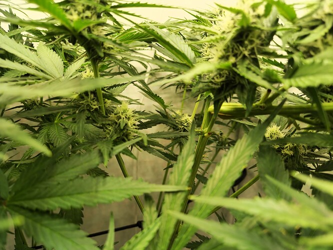 Growreport Bild 2