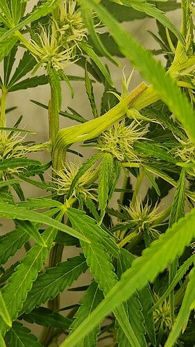 Growreport Bild 7